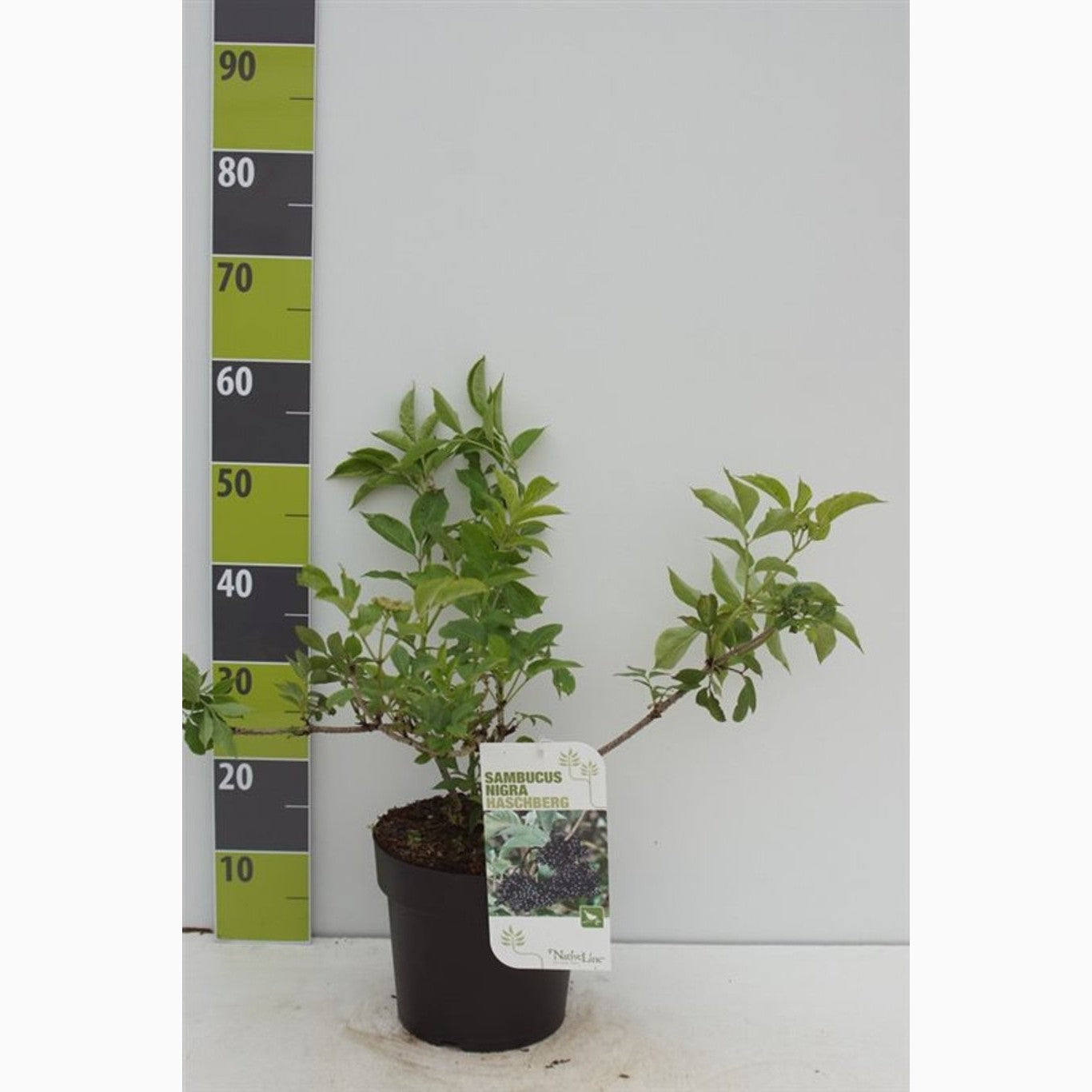 Fläder – Sambucus nigra 'Haschberg' - C4,6 40-60 CM